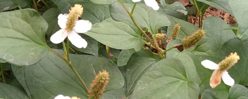 鱼腥草怎么种植是根种还是籽种（鱼腥草怎么种植是根可以种）