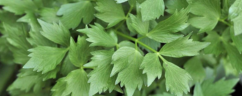 川芎苗后用什么除草（川芎除草剂什么时候打最好）