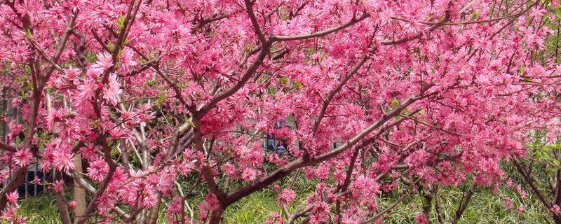 桃树根瘤菌与根癌区别 桃树根瘤菌怎么治