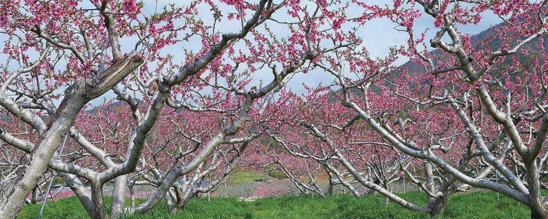 桃树和桃花树一样吗（桃花树跟桃树有什么区别）