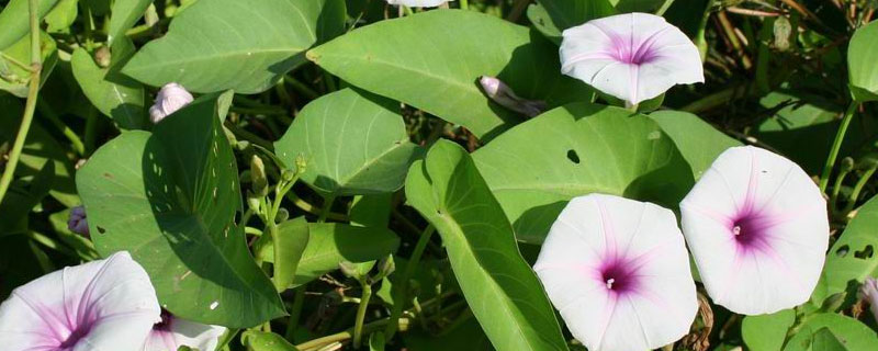 空心菜冬天有吗（空心菜冬季有吗）