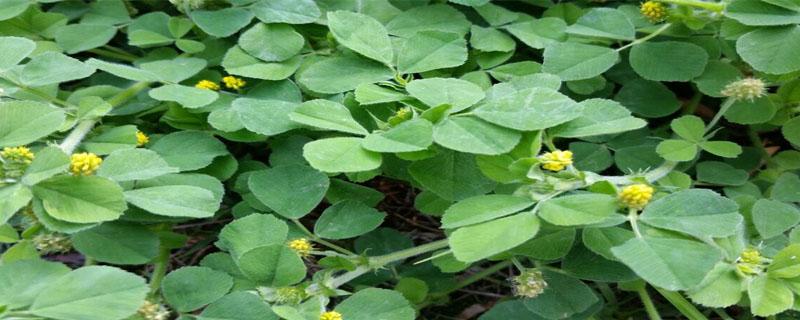 金花菜种植时间与方法（金花菜种植技术）