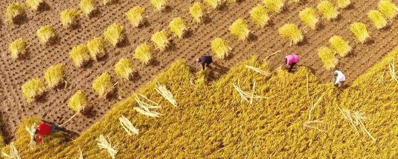 人均粮食产量 人均粮食产量属于什么相对指标