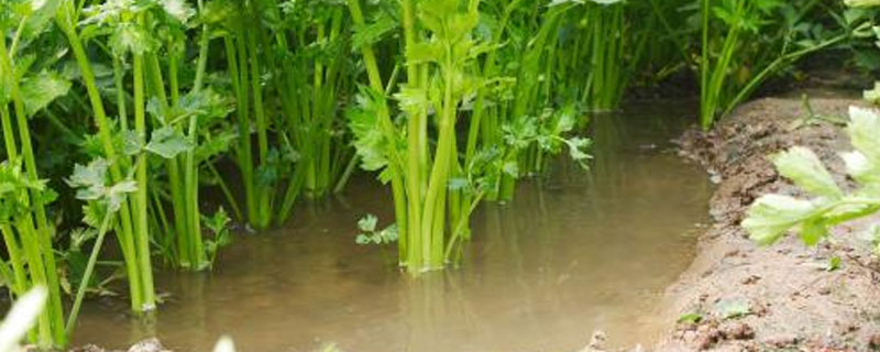 关于水芹病害虫，你知道怎样防治吗（水芹菜病虫害防治）