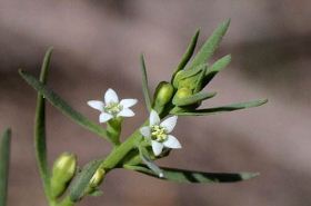 百蕊草（百蕊草颗粒小儿能吃吗）