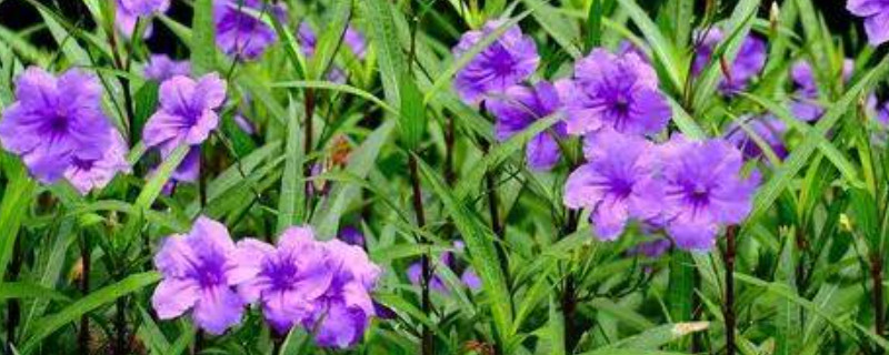 野生兰草花的养殖方法和注意事项（野生兰草花的养殖方法和注意事项有哪些）