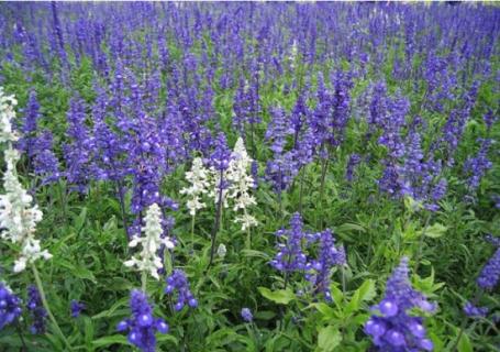 鼠尾草花期：花期长,花香迷人 鼠尾草 花