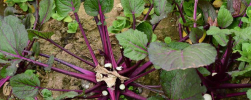 红菜苔叶子很大要不要摘掉 红菜苔叶子很旺需要摘掉吗