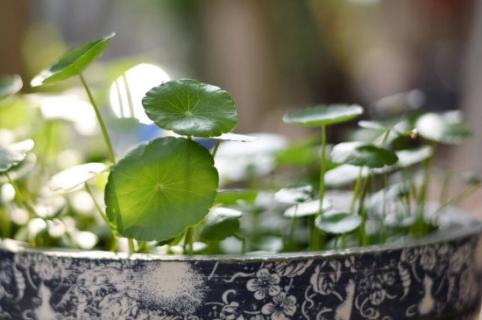 铜钱草根茎水培步骤