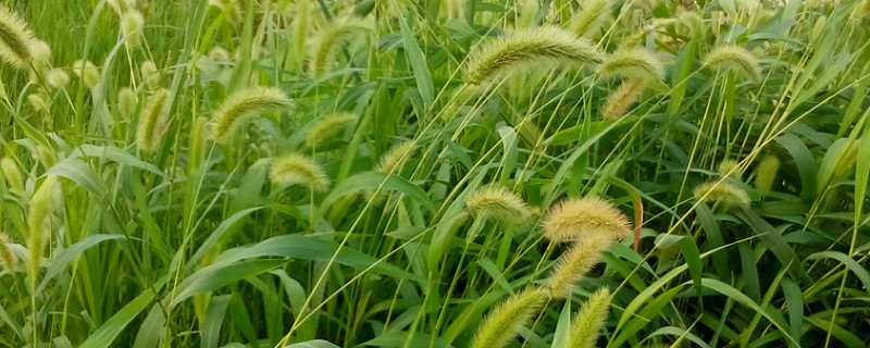 狗尾巴草是天然的猫草吗（狗尾巴草和猫尾巴草有什么区别）