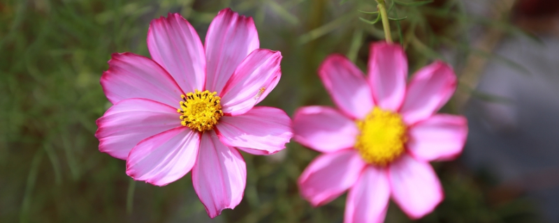 格桑花是扫帚梅吗（扫树莓是格桑花吗）