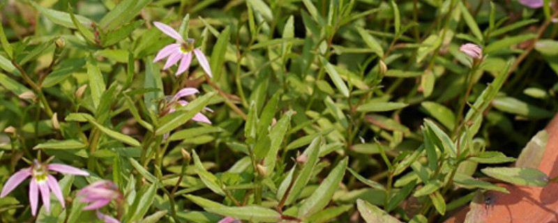 半边莲的阳台种植方法（半边莲的种植方法）