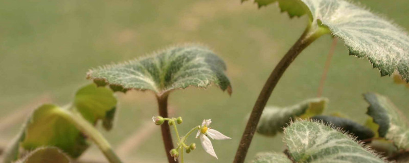 虎耳草需要阳光吗 虎耳草光照要求