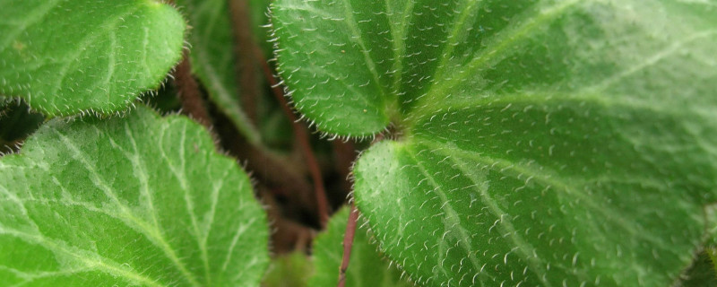 虎耳草怎么吃治荨麻疹 虎耳草治荨麻疹是内服还是外用