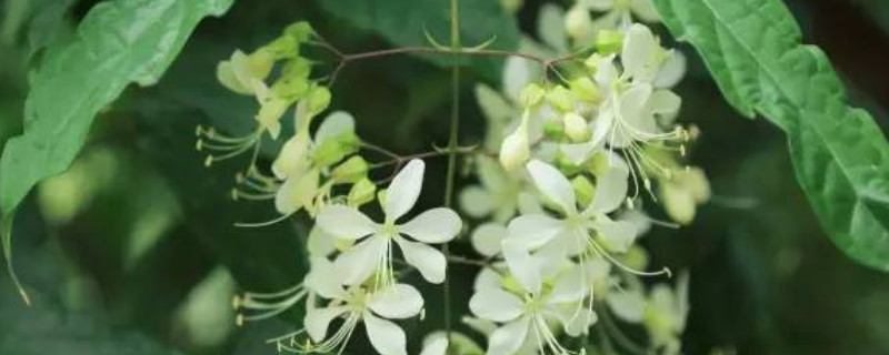 垂枝茉莉要几年能开花 垂枝茉莉要养多大几年能开花