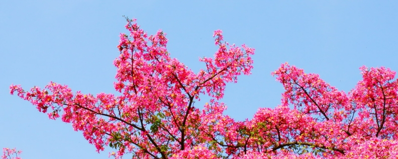 木棉花的花语和寓意和象征（木棉花寓意是什么）