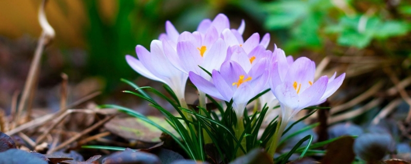 藏红花的花语和寓意 藏红花的象征