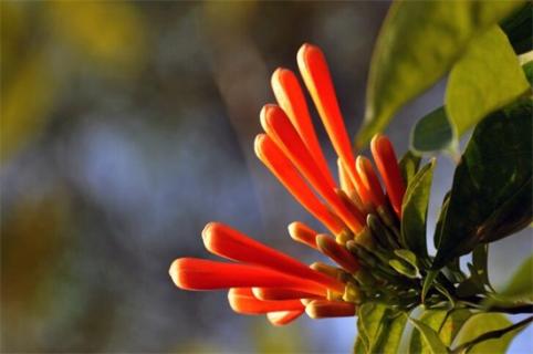 炮仗花能种在家里吗，风水极好可种家里