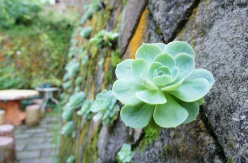 石莲花怎么养：怕积水，忌烈日（石莲花属的养殖方法和注意事项）