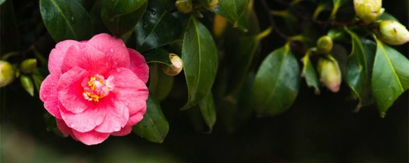 茶花叶子有锈斑怎么治 茶花叶子生锈斑怎么治