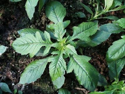 菊花脑是什么：指菊科茼蒿属草本野菊花的近缘植物