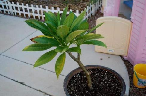 鸡蛋花树北方怎样种植，鸡蛋花树在北方的养护技巧