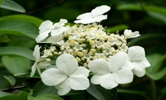 琼花怎么浇水，详解琼花浇水方法（琼花怎么养殖?琼花的养殖方法和注意事项介绍!）