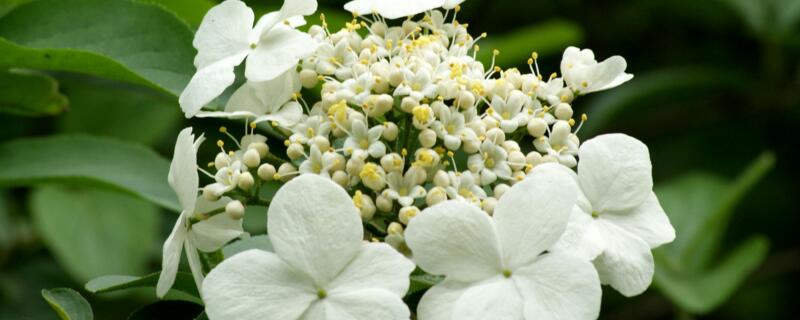 琼花什么时候开花（琼花开多久）