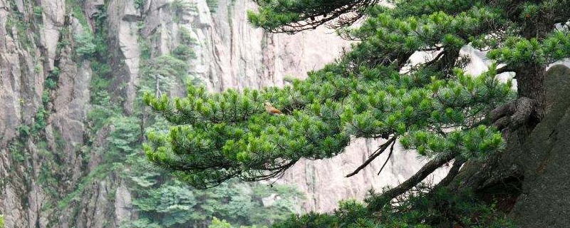 松子是裸子植物还是被子植物 松树属于裸子还是被子植物