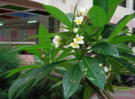 鸡蛋花树北方怎样种植，鸡蛋花树在北方的养护技巧