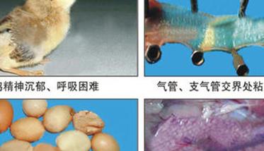 鸡传染性支气管炎症状表现有哪些（鸡的传染性支气管炎怎么治疗）