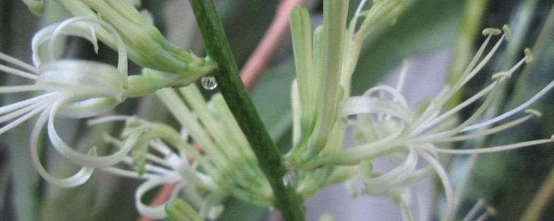 短叶虎尾兰开花吗（虎尾兰 开花）