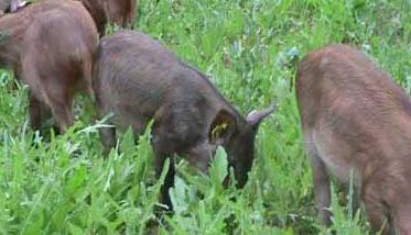 野公猪繁殖力低的原因 野猪繁殖能力如何