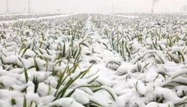 冬小麦冰雪灾害的减轻措施 降雪对冬小麦的影响