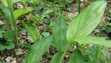 草果种植园的管理要点（果园生草栽培技术）