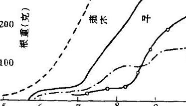 牛蒡的生长发育特性简介 牛蒡的生长过程