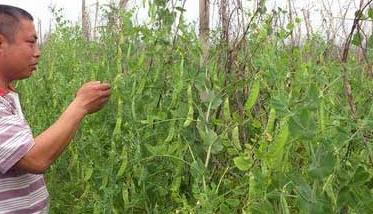 温室菜豆无公害种植方法 温室菜豆无公害种植方法