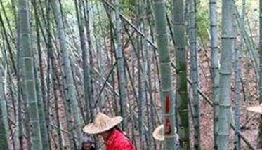 毛竹种植