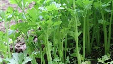 日光温室芹菜无公害栽培技术 日光温室秋冬茬芹菜栽培技术要点