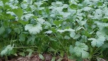 越冬香菜什么时候播种（越冬香菜什么时候播种好）