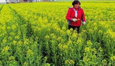 油菜菌核病如何预防