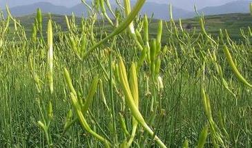 黄花菜的病虫防治方法 黄花菜病虫害怎样防治