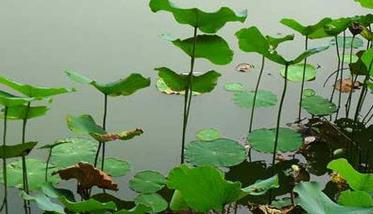 湘莲种植技术要点与种植步骤（湘莲种植发展前景）