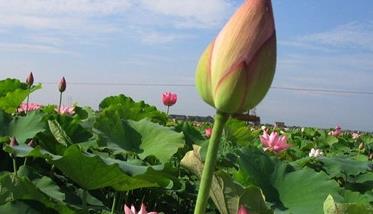 湘莲种植技术要点与种植步骤 湘莲种子怎么种植技术