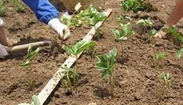 草莓种植方法简介 草莓的种植方法,资料