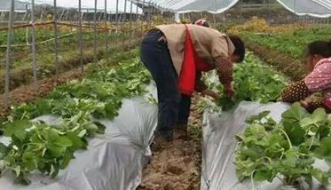 怎样给草莓铺地膜 怎样给草莓铺地膜呢