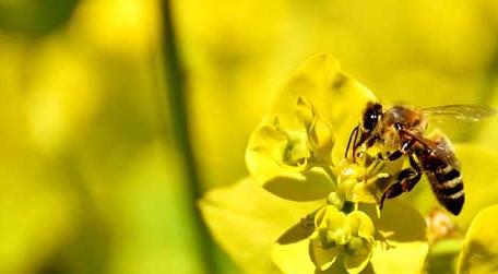 普通工蜂和侦查蜂怎么区分（采集蜂和侦查蜂区别）