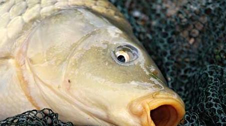 秋季钓鲤鱼钓深水还是浅水 这个季节钓鲤鱼钓深水还是钓浅水