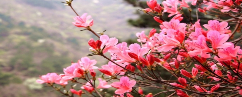 杜鹃花的花期有多长时间（杜鹃花开花时间多长）