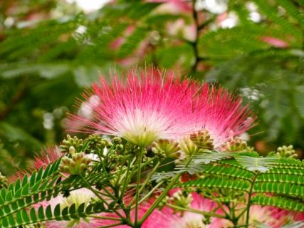 芙蓉树（芙蓉树花图片）